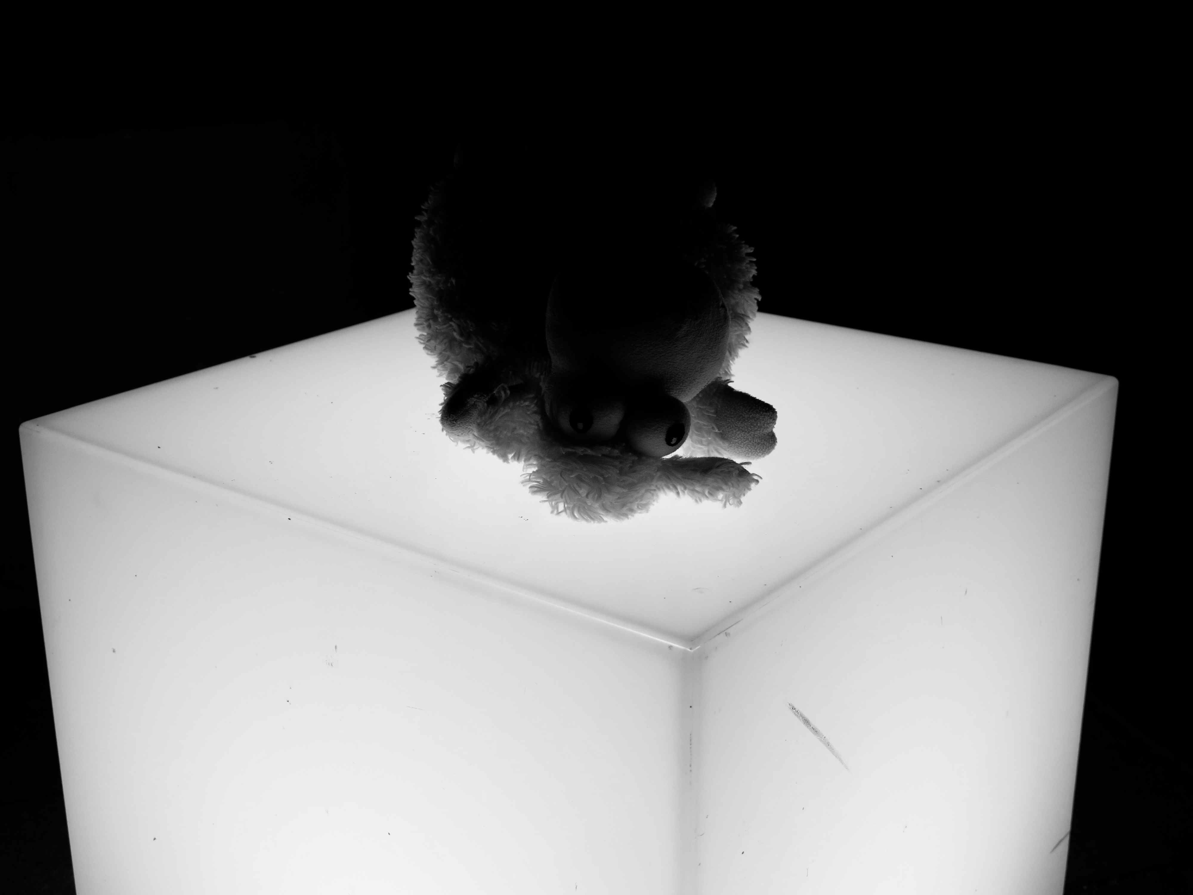 Schwarzweißbild von Schaf auf weißem Würfel